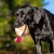 Sweetie XL orange and Labrador.jpg