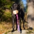 BungeeSweetie XL pink-turquoise and Labrador.jpg