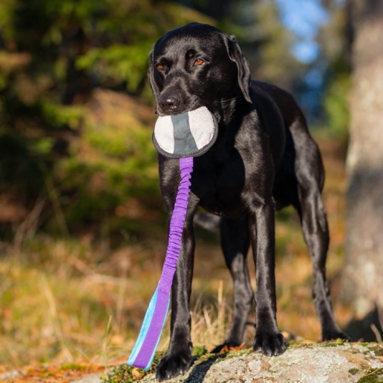 BungeeSweetie XL lilac and Labrador.jpg