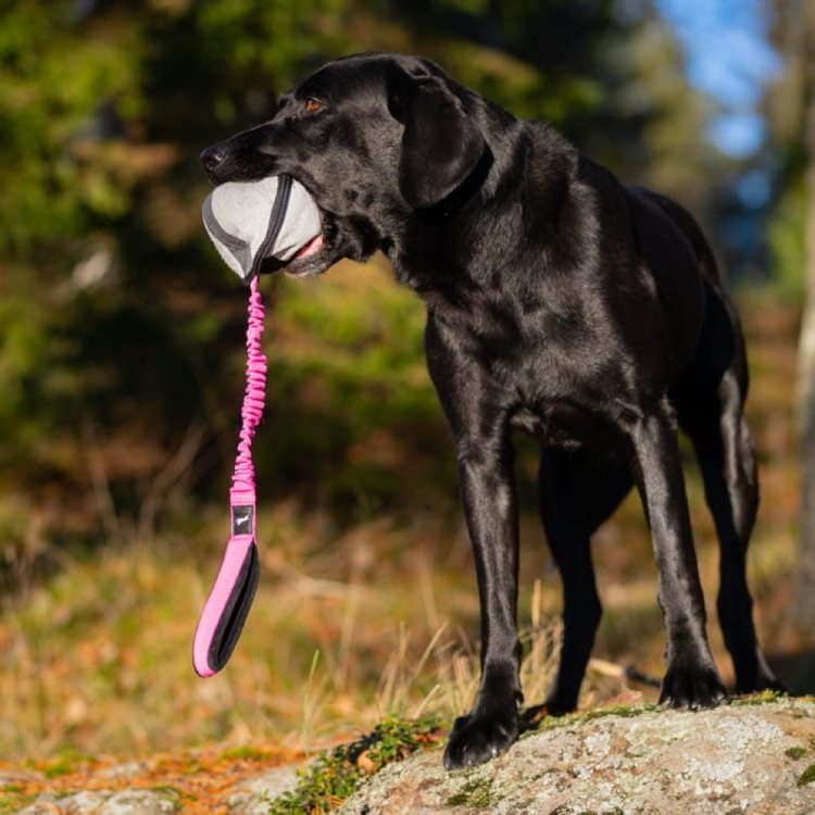 BungeeSweetie XL pink-black and Labrador.jpg