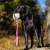 BungeeSweetie XL pink-black and Labrador Retriever.jpg