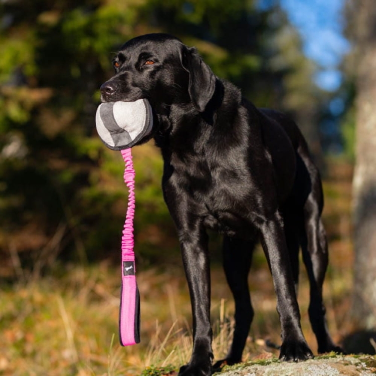 BungeeSweetie XL pink-black and Labrador Retriever.jpg
