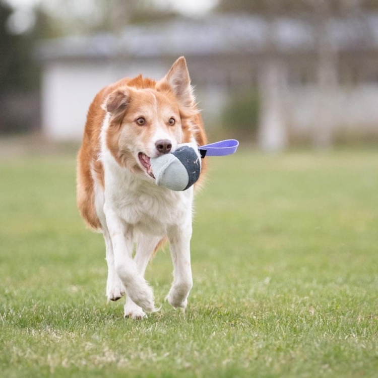 Chewie ball lilac and border collie.jpg