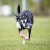 Chewie ball lilac kelpie.jpg