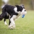 Chewie ball border collie running.jpg