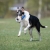 Chewie ball blue collie playing.jpg
