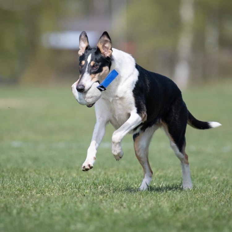 Chewie ball blue collie playing.jpg