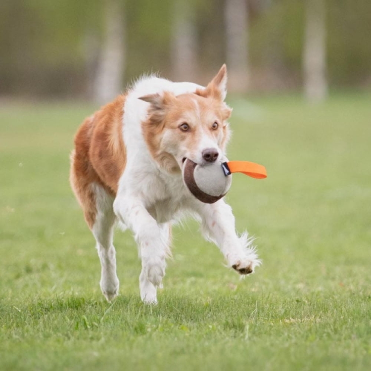 Chewie ball orange border collie running.jpg