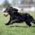 Chewie ball orange cockerspaniel.jpg