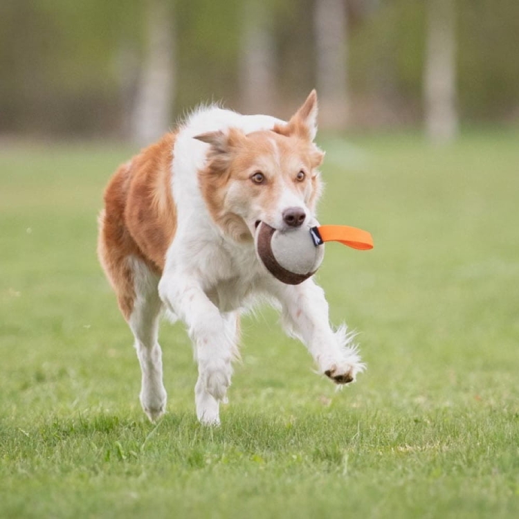 Chewie ball orange border collie running.jpg