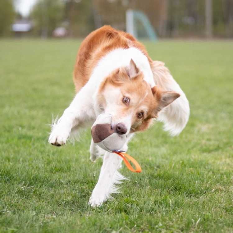 Chewie ball orange border collie (1).jpg