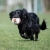 Chewie ball orange cockerspaniel running.jpg