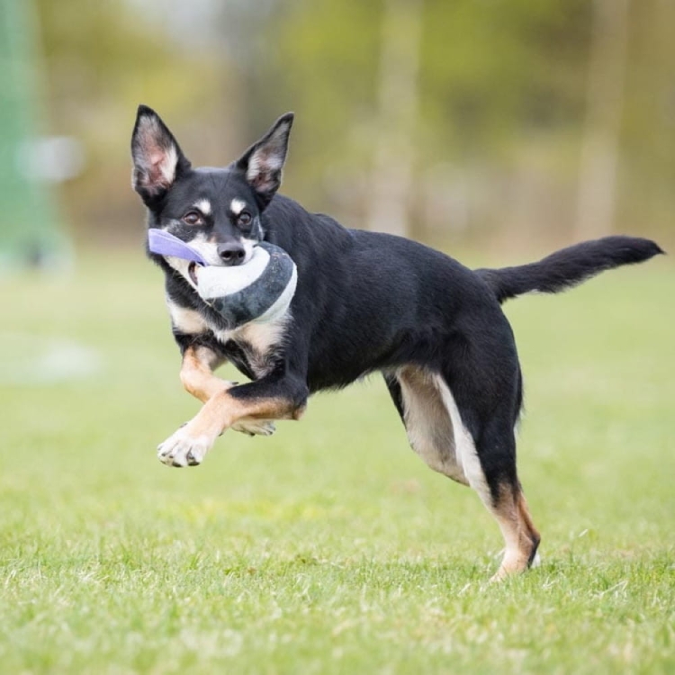 Chewie ball kelpie running.jpg