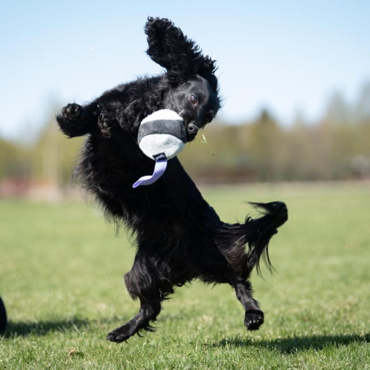 Chewie ball lilac and cockerspaniel playing.jpg