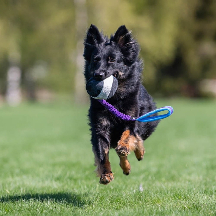 Bungee rope toy BungeeChewie ball lilac-turquoise.jpg