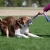 BungeeChewie ball lilac-turquoise for dog training.jpg