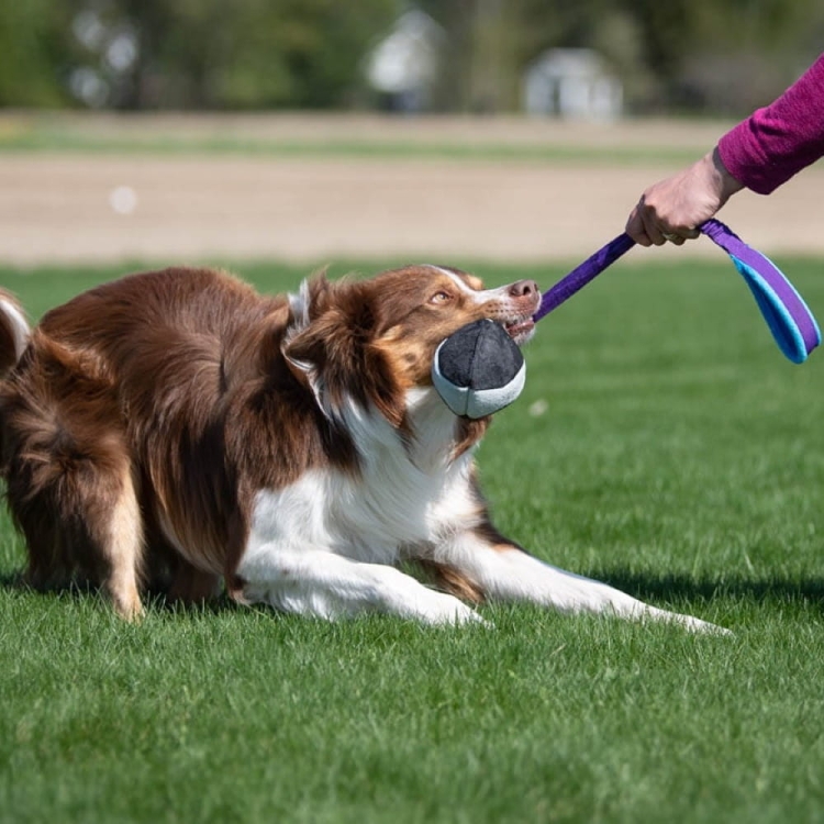 BungeeChewie ball lilac-turquoise for dog training.jpg