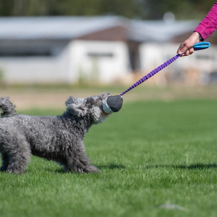 BungeeChewie ball lilac-turquoise dog training.jpg