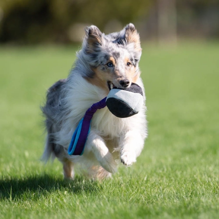 BungeeChewie ball lilac-turquoise dog training toy.jpg
