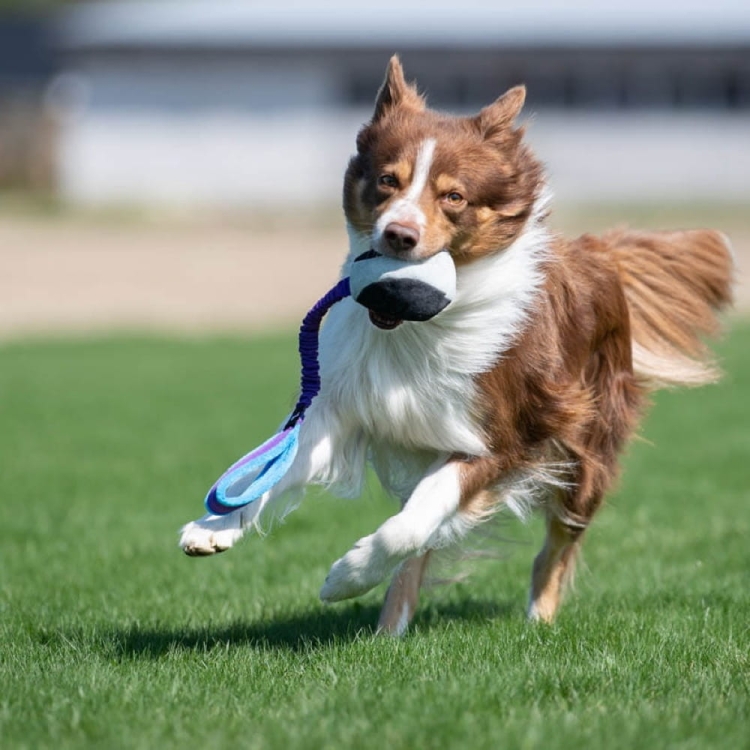 BungeeChewie ball lilac-turquoise Border Collie playing.jpg