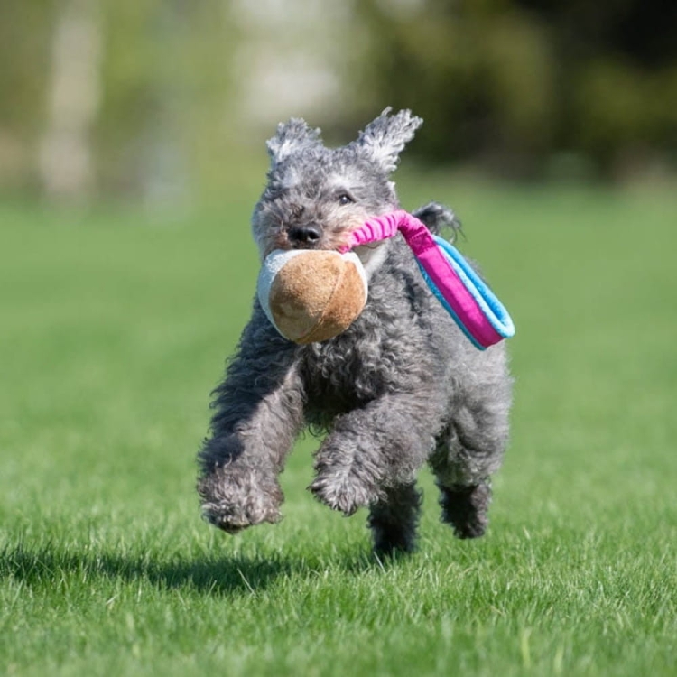 BungeeChewie toy with bungee rope.jpg