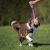 BungeeChewie pink Australian Shepherd.jpg