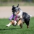 BungeeChewie for dog trainers.jpg