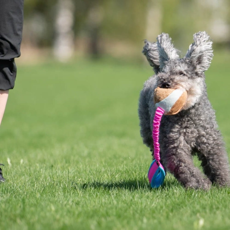 BungeeChewie dog toy for training.jpg