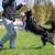 BungeeChewie bordercollie playing.jpg