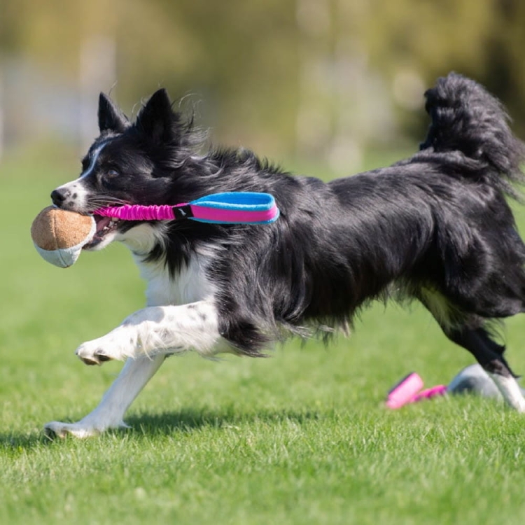 Border Collie and BungeeChewie pink.jpg