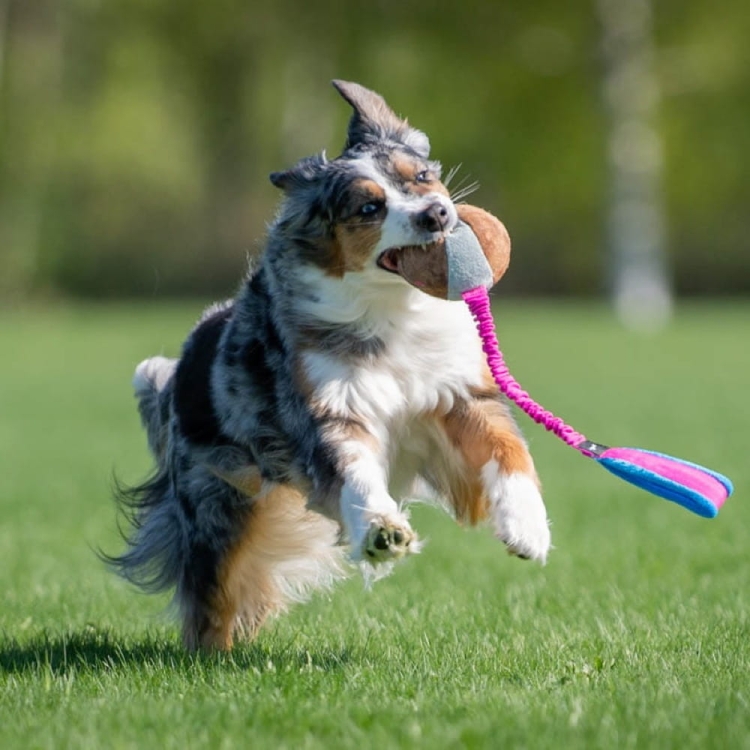 Australian Shepherd and BungeeChewie pink.jpg
