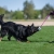 BungeeChewie pink-black dog training toy with bungee rope.jpg