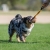 Australian Shepherd playing with orange BungeeChewie.jpg