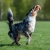 Australian Shepherd and orange BungeeChewie.jpg