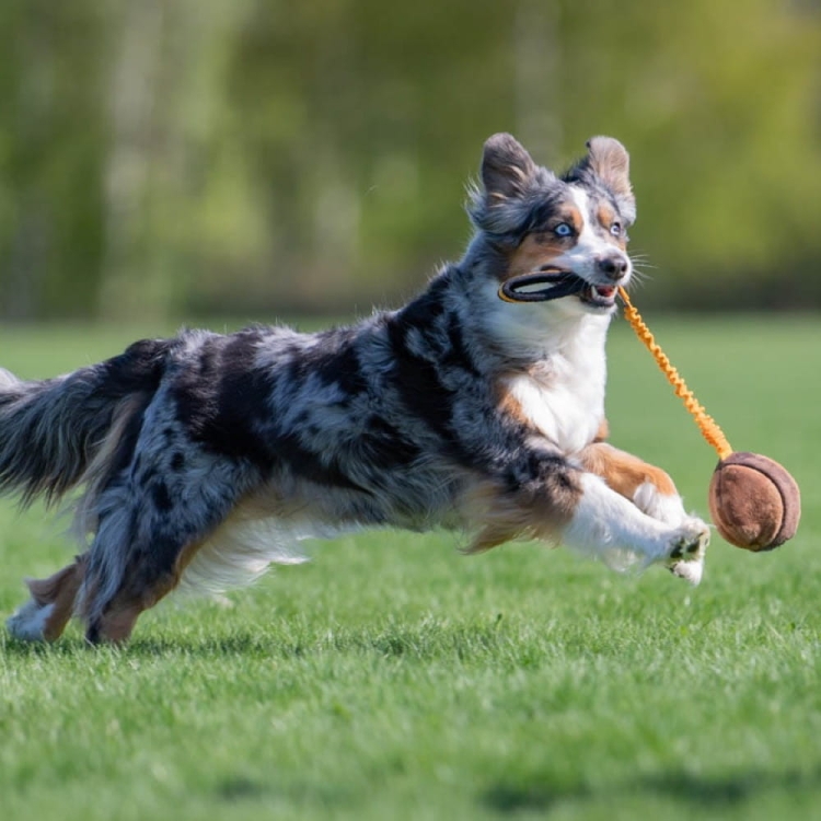 BungeeChewie toy for dog training.jpg