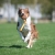 BungeeChewie orange and Border Collie playing.jpg