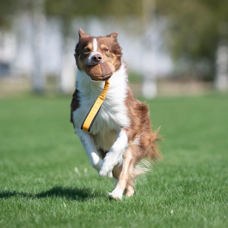 BungeeChewie orange and Border Collie playing.jpg