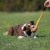 BungeeChewie orange and Australian Shepherd.jpg