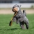 Bungee rope toy for dog training BungeeChewie orange-black.jpg