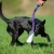 BungeeCutie lilac and kelpie.jpg
