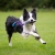 BungeeCutie lilac-turquoise Border Collie running.jpg