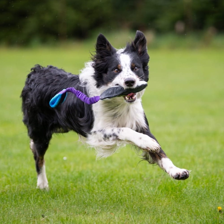 BungeeCutie lilac-turquoise Border Collie running.jpg