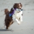 BungeeCutie lilac with Australian Shepherd.jpg