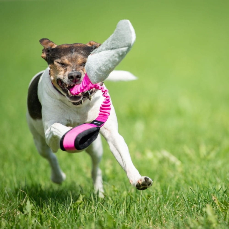 Farmdog with pink-black BungeeCutie.jpg