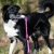 Border Collie junior playing with BungeeCutie pink-black.jpg