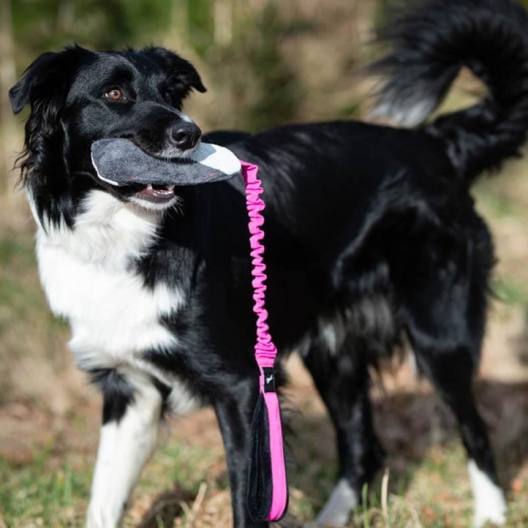 Border Collie junior playing with BungeeCutie pink-black.jpg