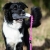 Border Collie and BungeeCutie pink-black.jpg